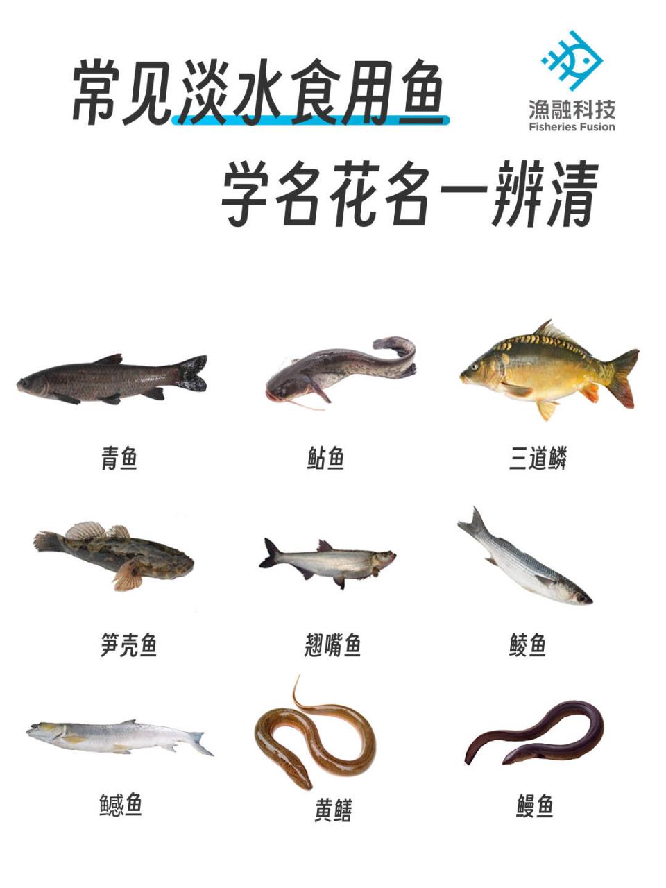 到了许多小伙伴的支持,今天又来给大家介绍更多好吃又有趣的淡水鱼啦!