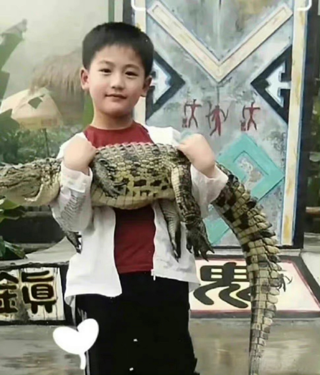 张凌赫童年抱鳄鱼旧照# 张凌赫小时候竟然抱着鳄鱼拍过照,我承认这