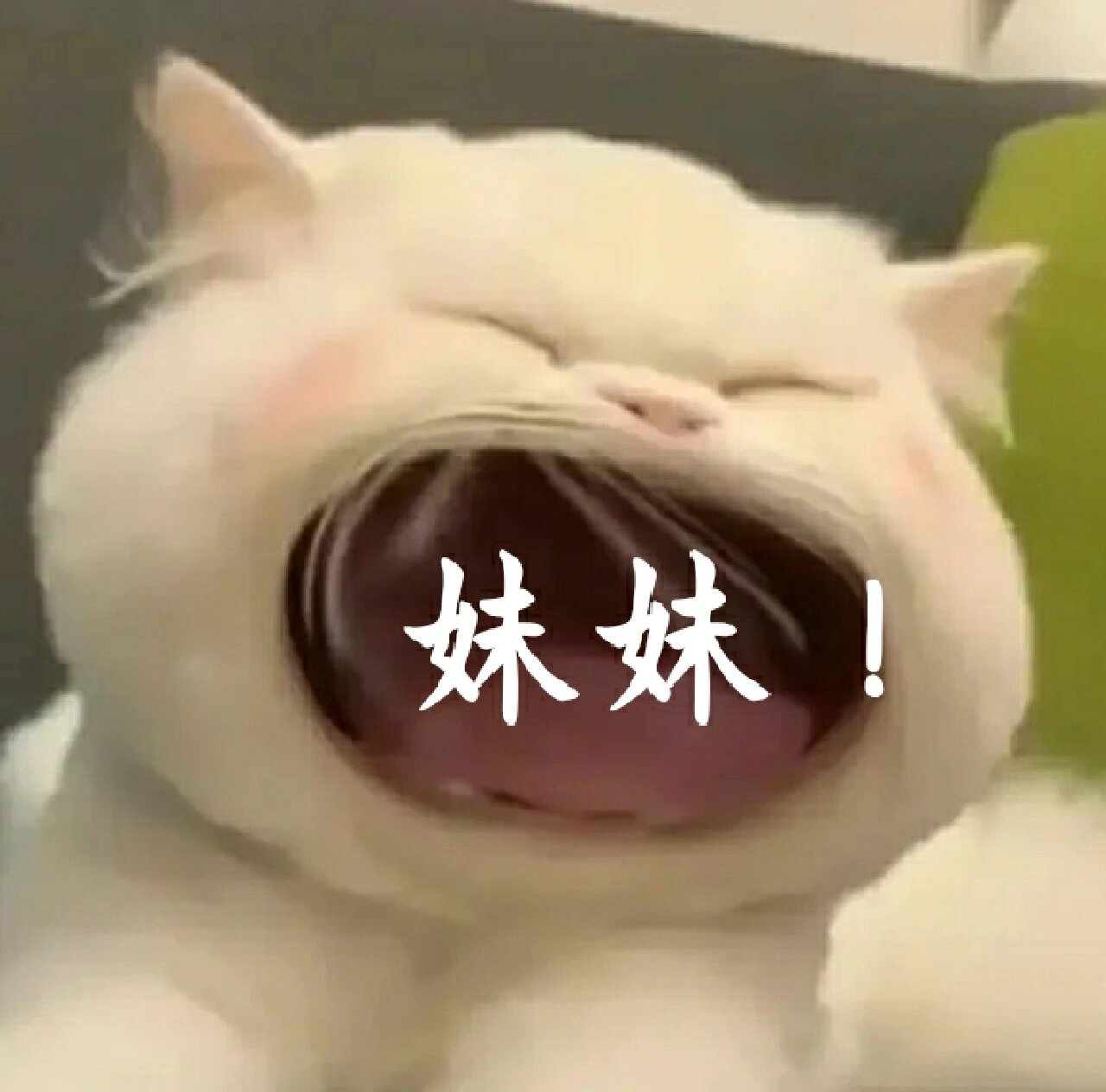 猫猫喊爸表情包图片