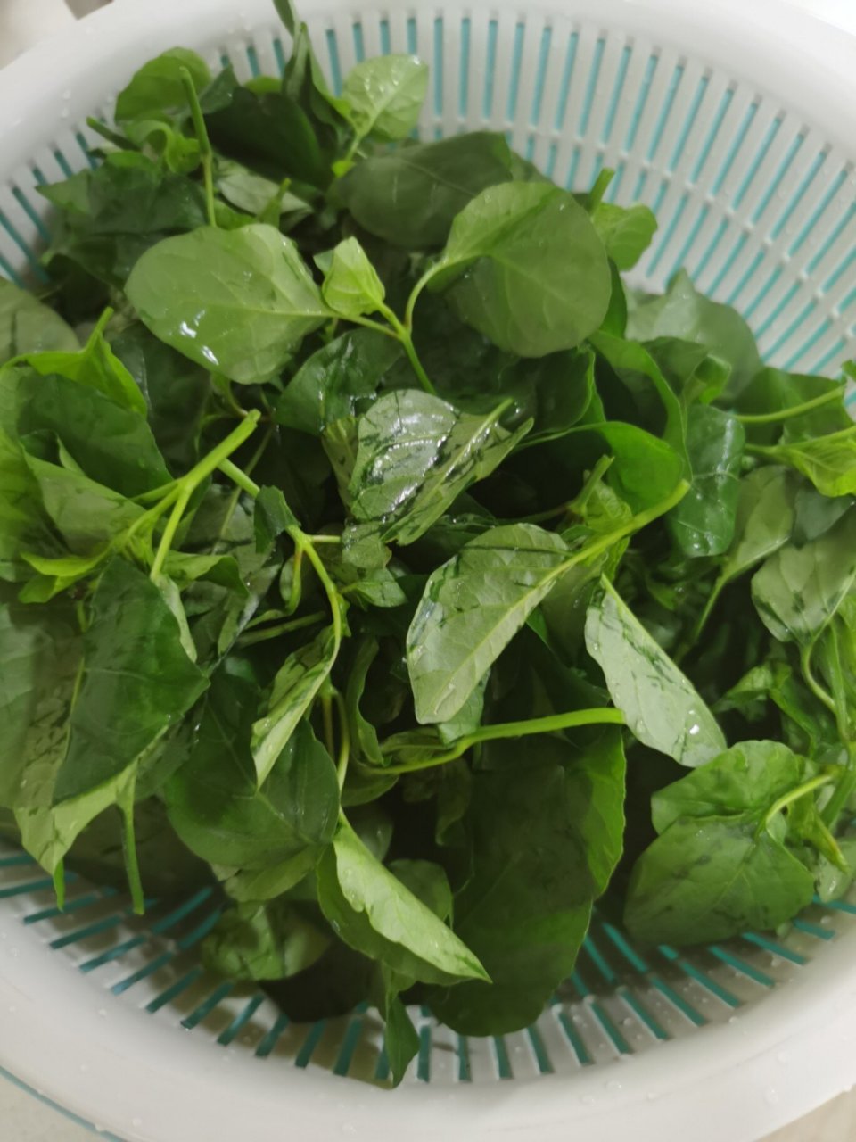 海南"血通菜"之蒜泥香油血通菜 血通菜,野菜中的贵族,神秘而稀少的