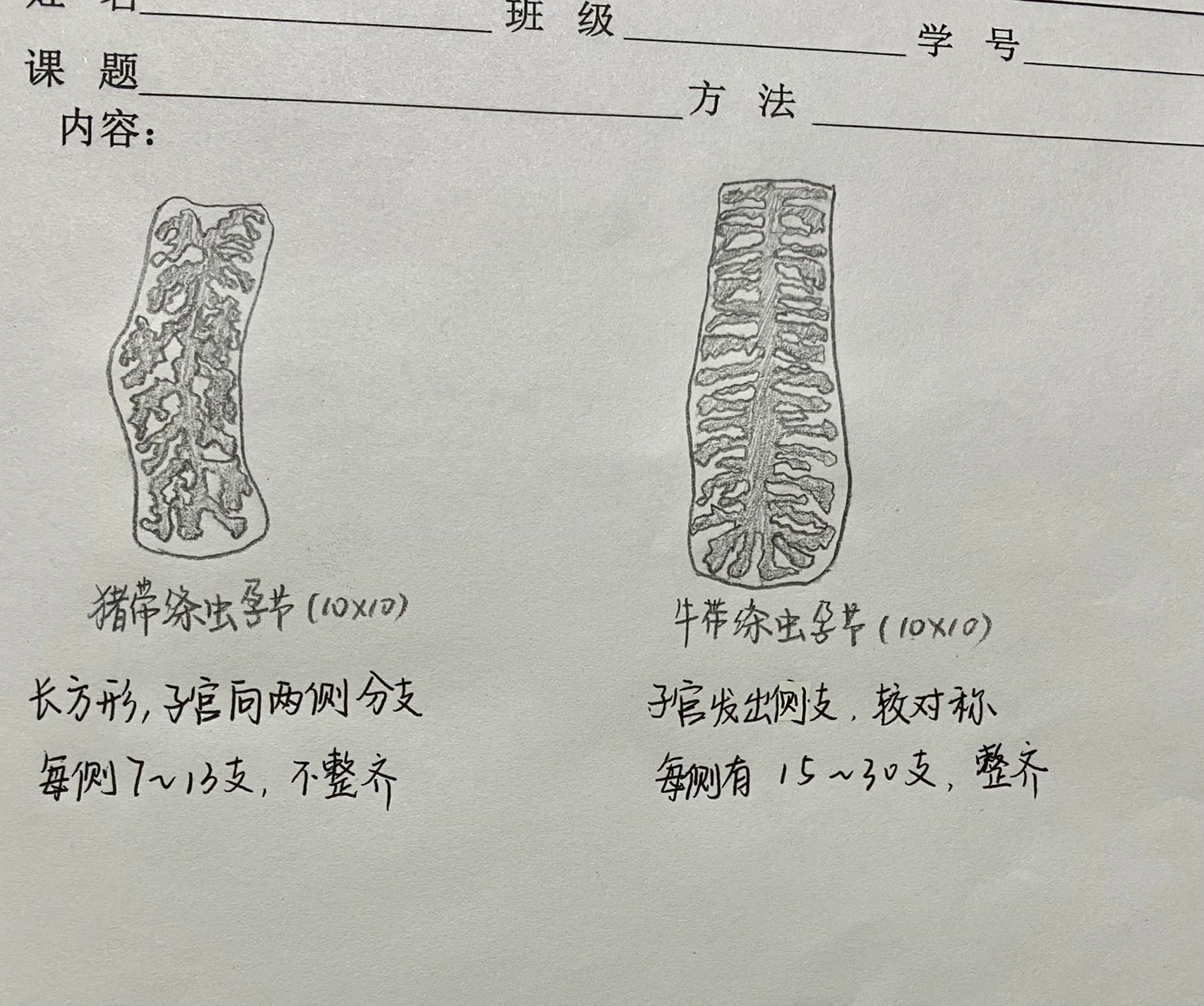 猪肉绦虫孕节手绘图图片