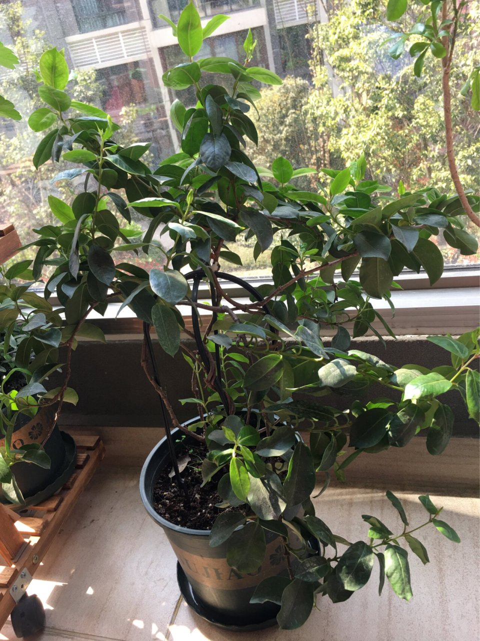 飘香藤养了两年了只长叶不开花 看着长势喜人苗情也好就是不开95