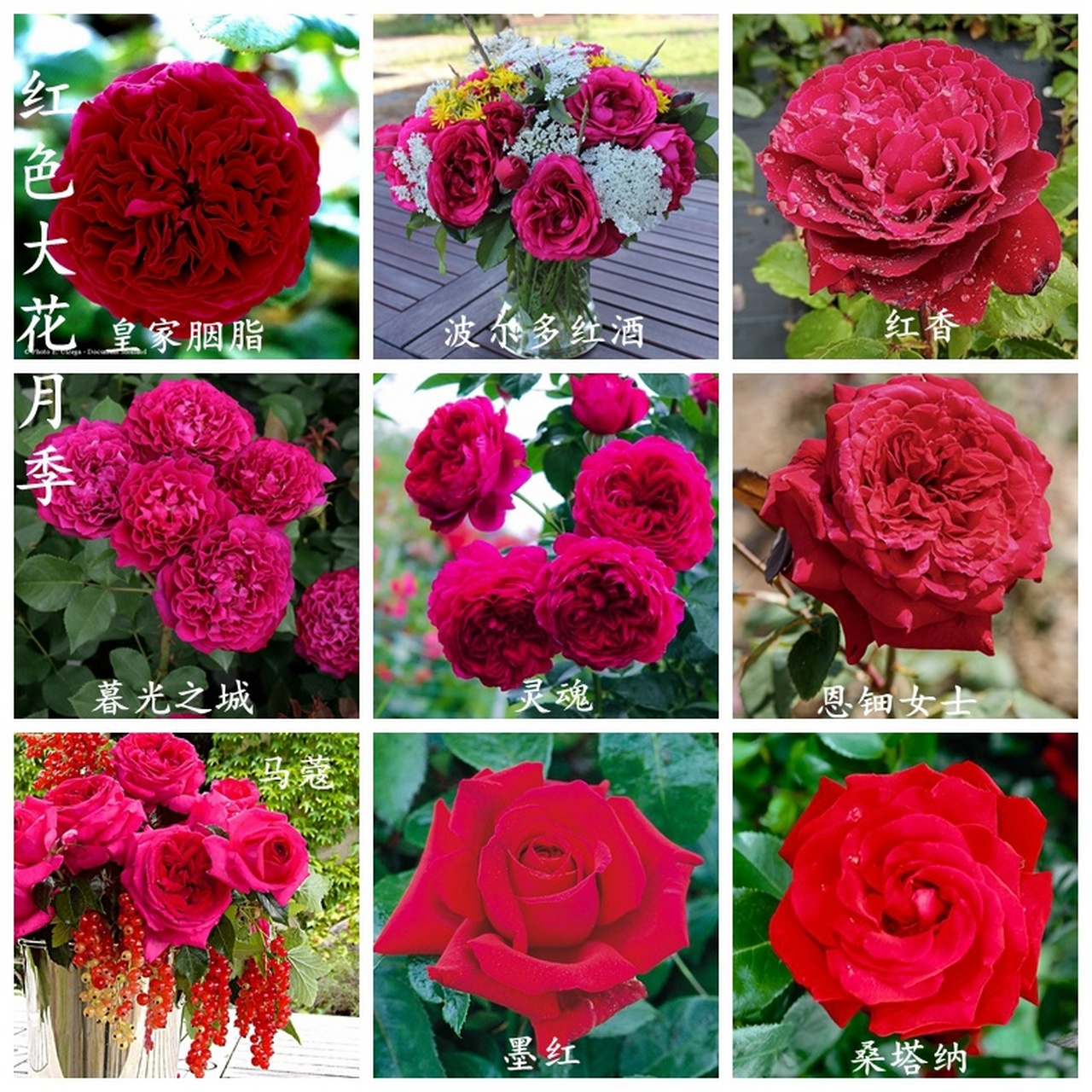 9款红色大花月季品种 浓香大花月季第一个但若是墨红 马蔻,皇家胭脂