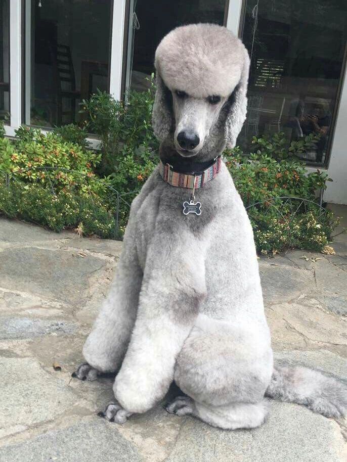 巨贵剃耳朵净脸的造型真的很好打理 干净