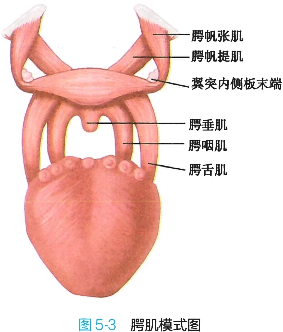 腭咽肌图片