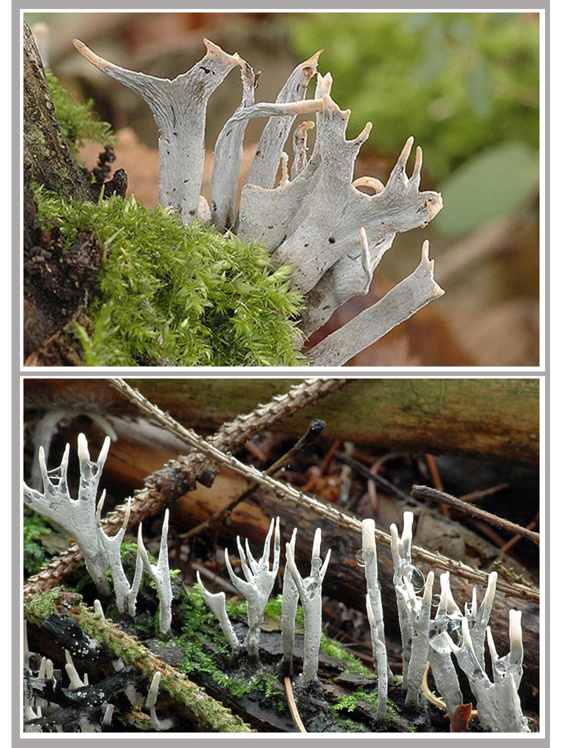 鹿角菌 xylaria hypoxylon 	 学名:团炭角菌 	 纲:粪壳菌纲 目:炭角