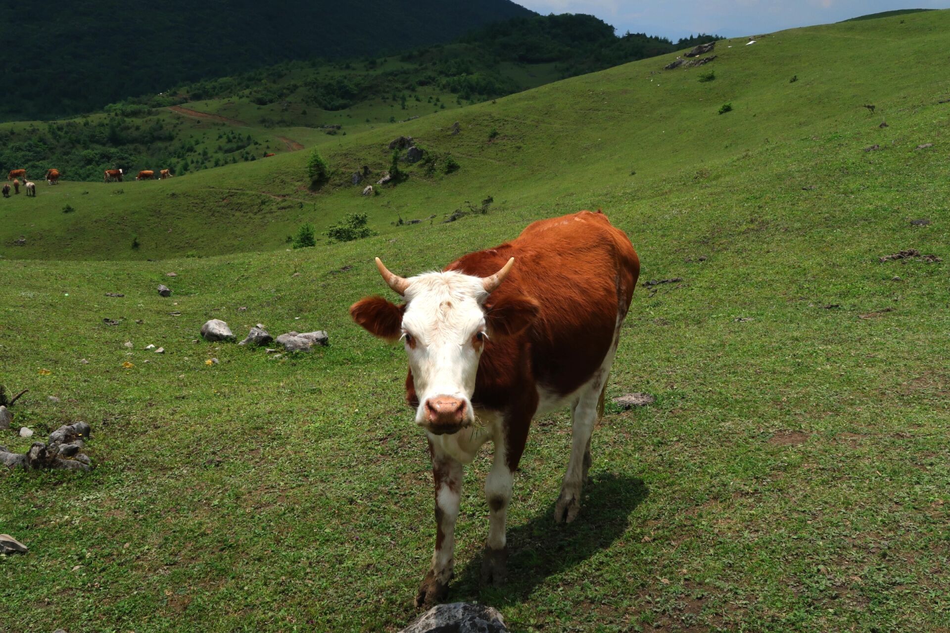 成都周边游之雅安汉源之万亩草原 端午节回成都了,想出去玩但又不想去