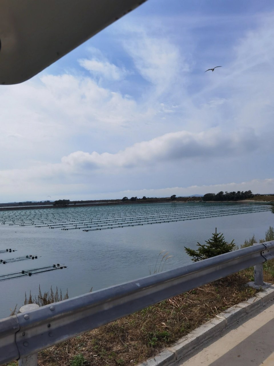 平岛,一个养殖海参的小岛,不用乘船登岛,潮落时