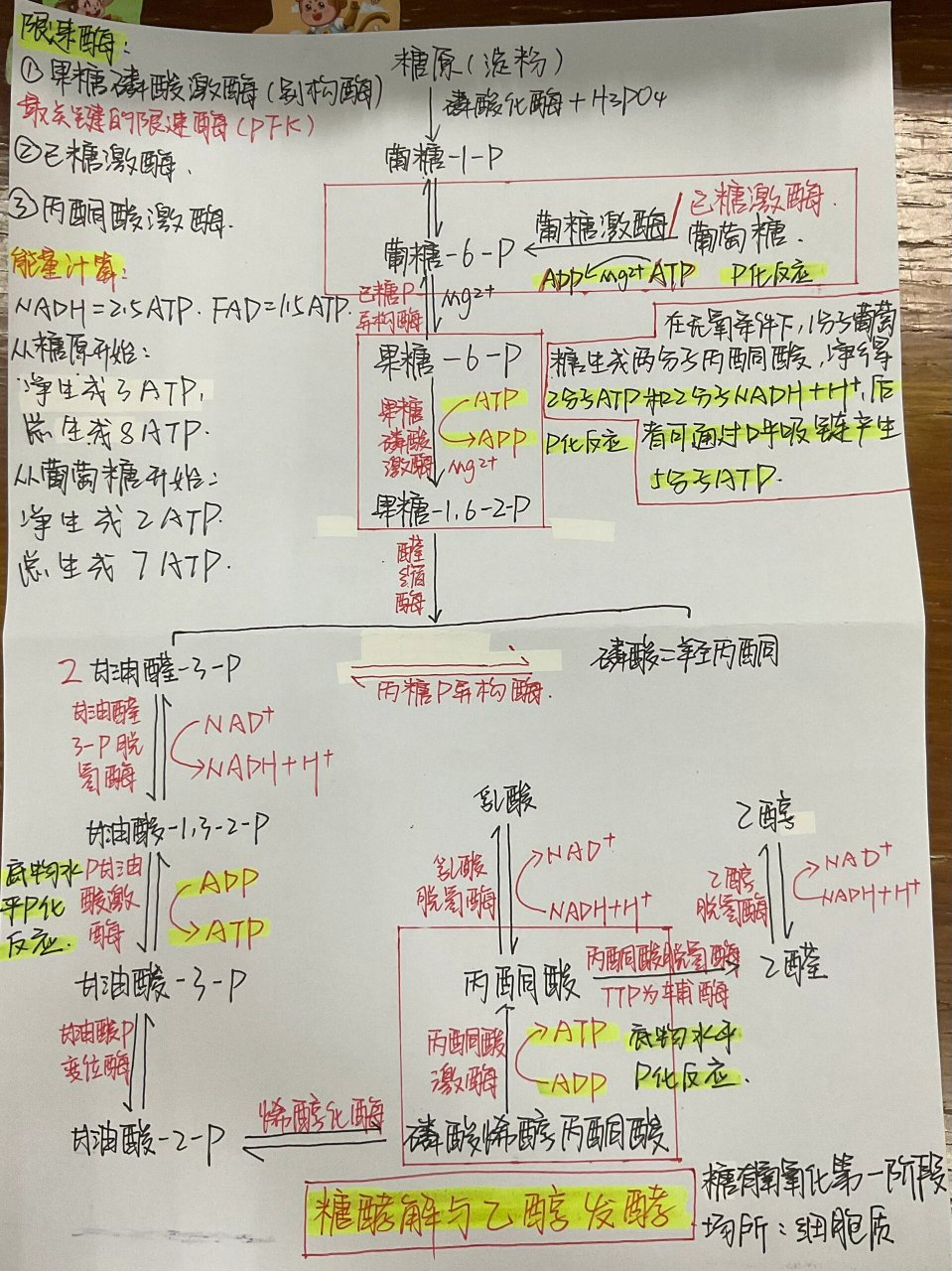 8215糖酵解思维导图,跟着箭头走秒懂整个过程!
