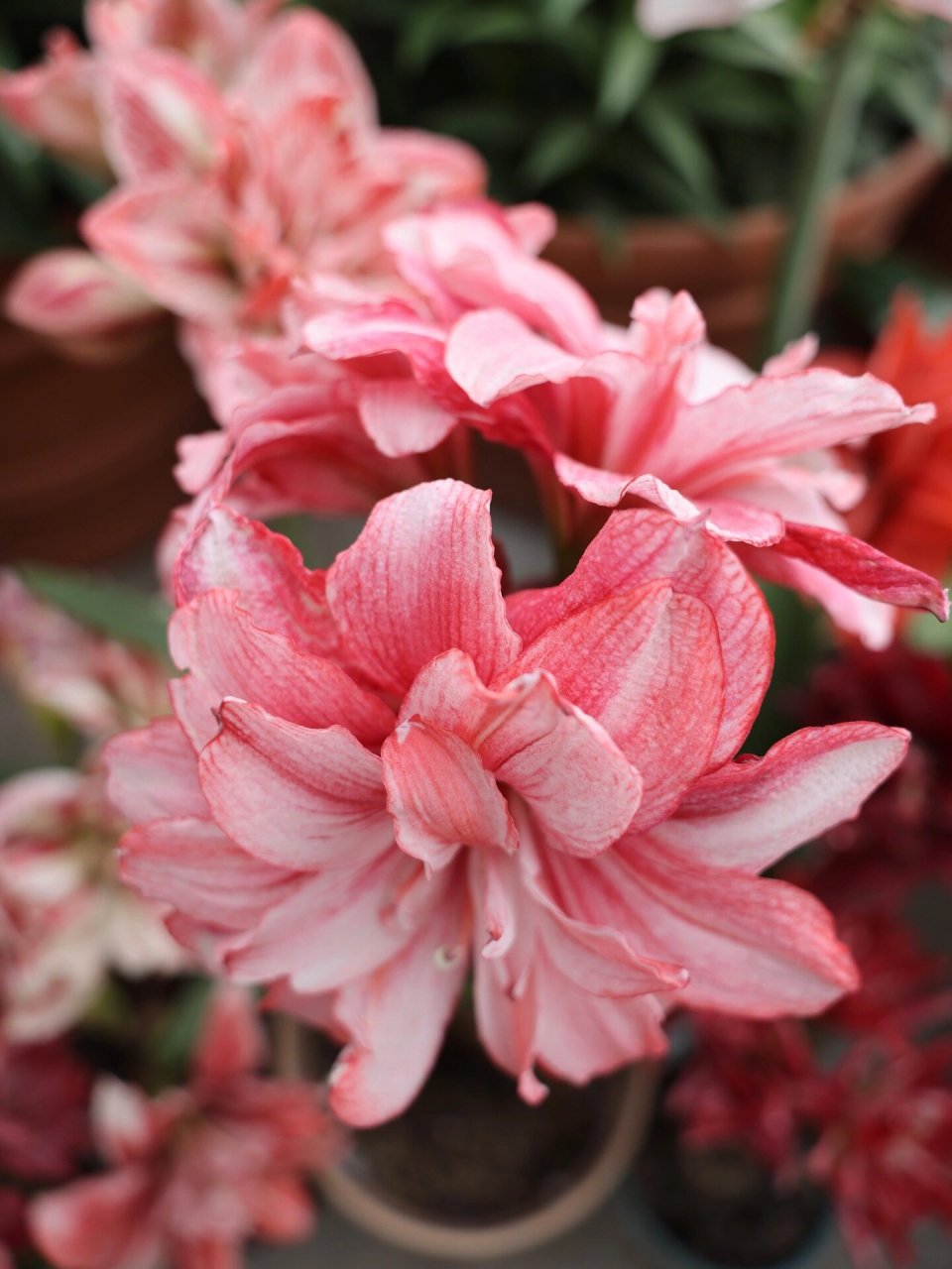 无限接近完美的神级朱顶红 【中文名】蒂卡梦幻/蒂卡仙女/梦幻仙 