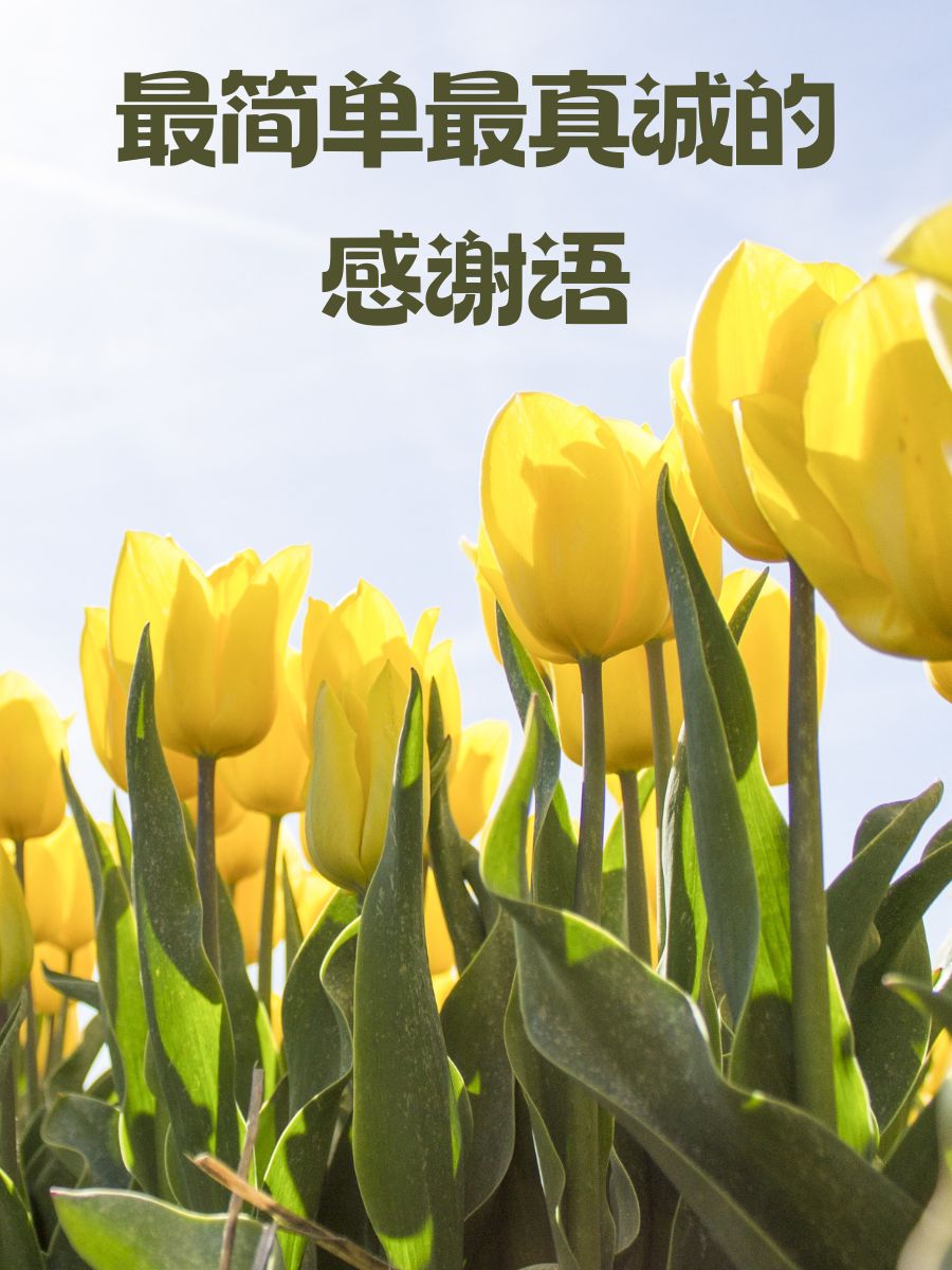 最简单最真诚的感谢语  "感谢每一次温暖的点赞,你们的支持是我的小