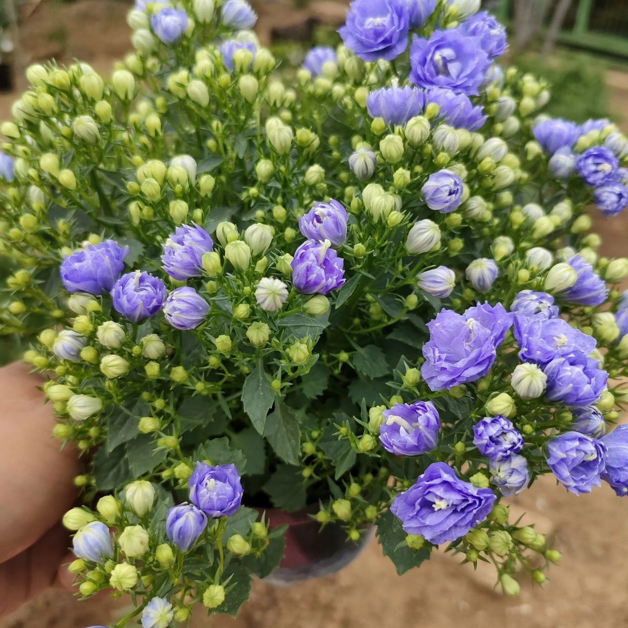 梦露丹麦风铃怎么养护 梦露丹麦风铃,超美的一款草花,原产于欧洲,近几