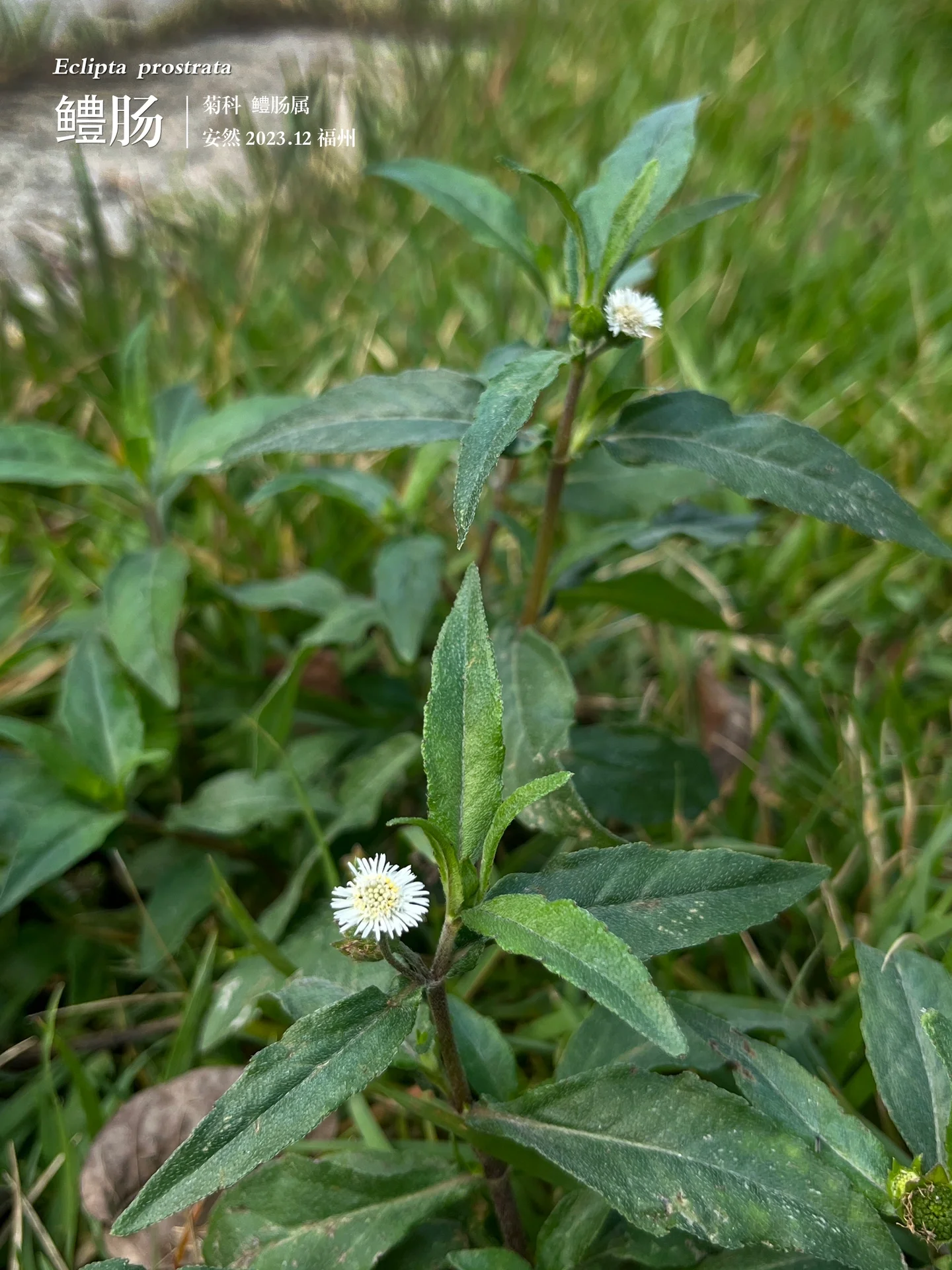 "墨旱莲"鳢肠 基本信息 【学名】eclipta prostrata 【别名】凉粉草