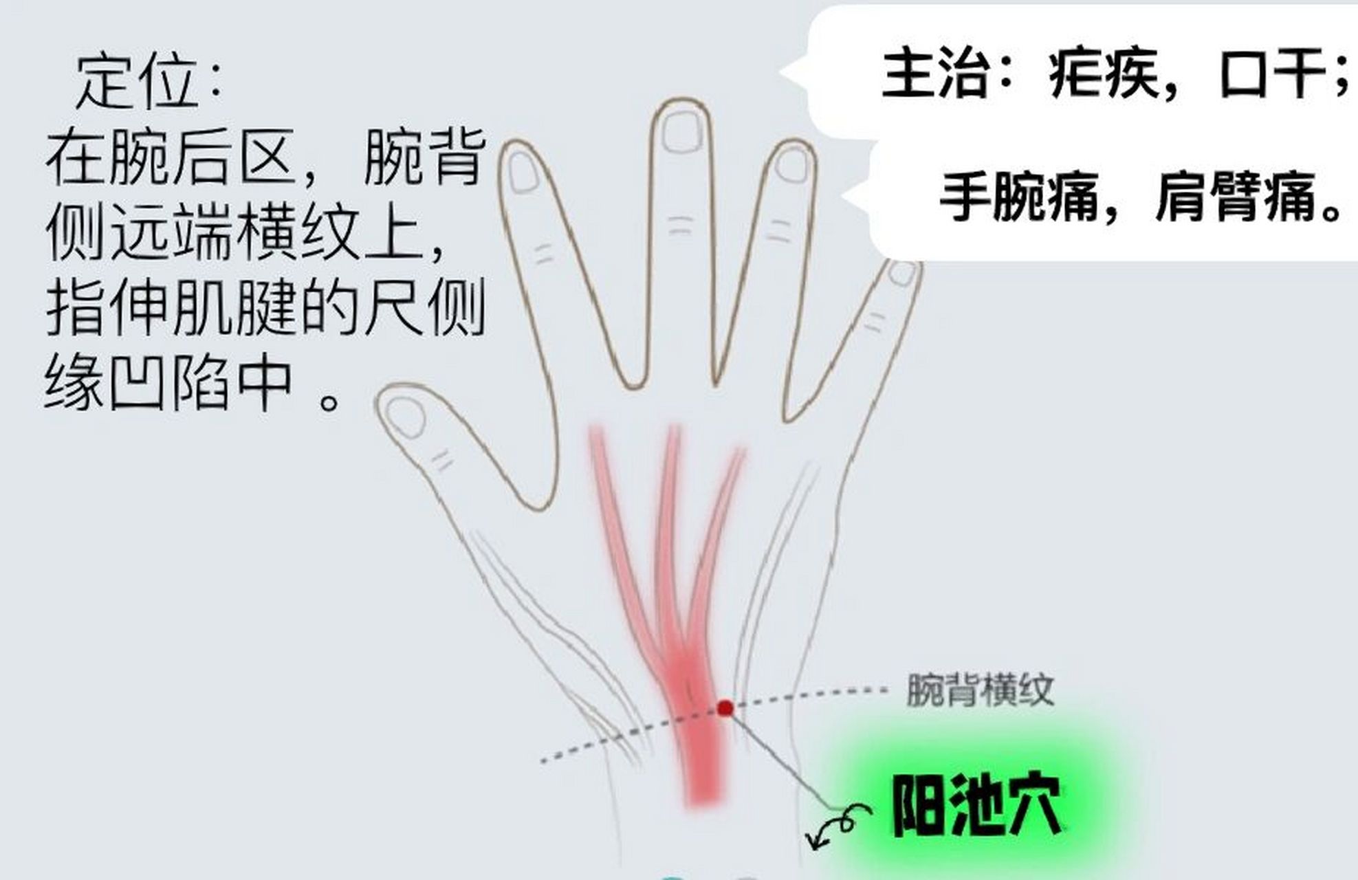 一天记一个穴位—阳池 阳池穴,原穴,属手少阳三焦经.