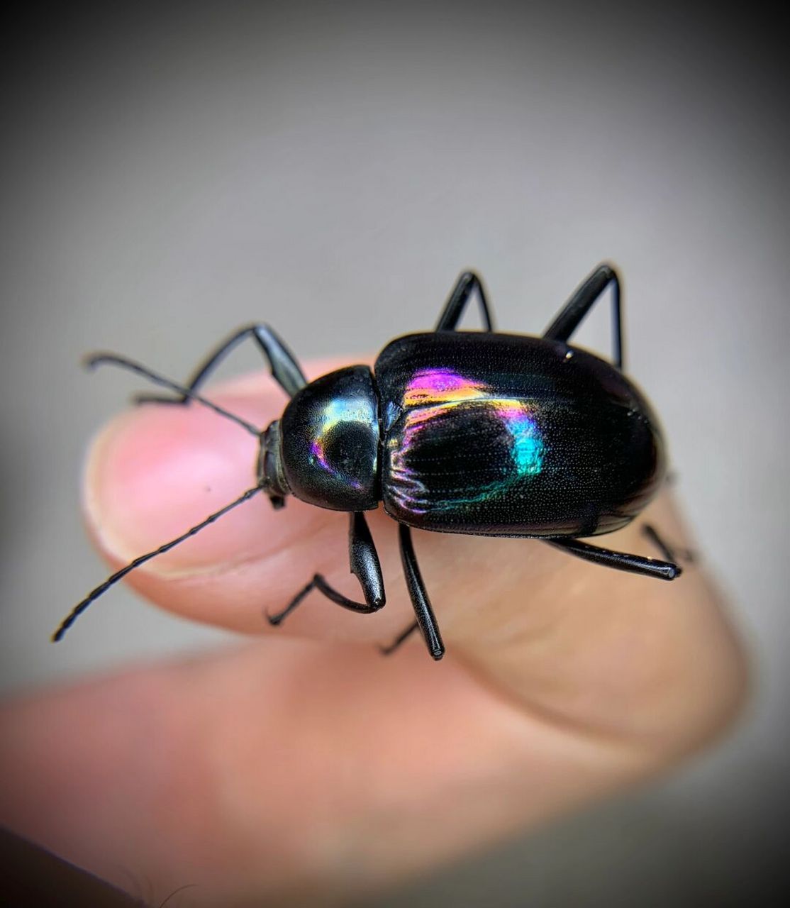 宇宙极光～ 电镀色彩的小烁甲[期待]#昆虫# #甲虫# #拟步甲