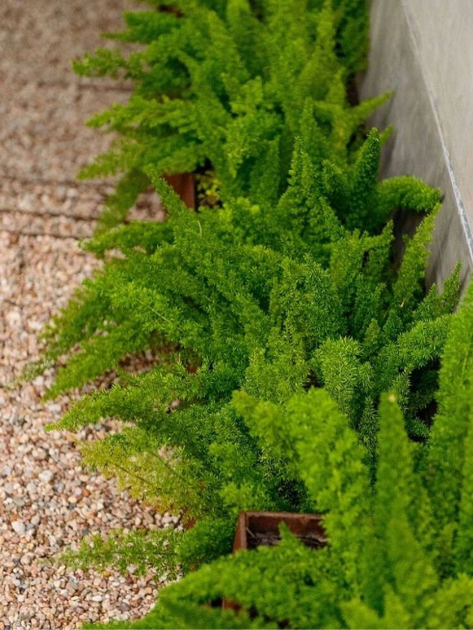 狐尾天门冬(学名:asparagus densiflorus myersii)又名狐尾武竹,狐