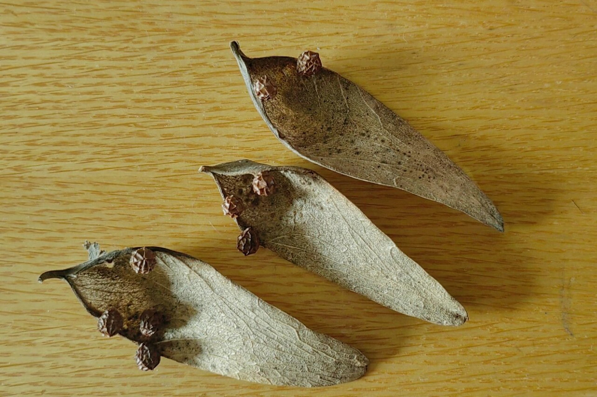 梧桐子 | 自然笔记 (18) 乍一看,很像小巧的绣花鞋呀 ,原来这就是"凤