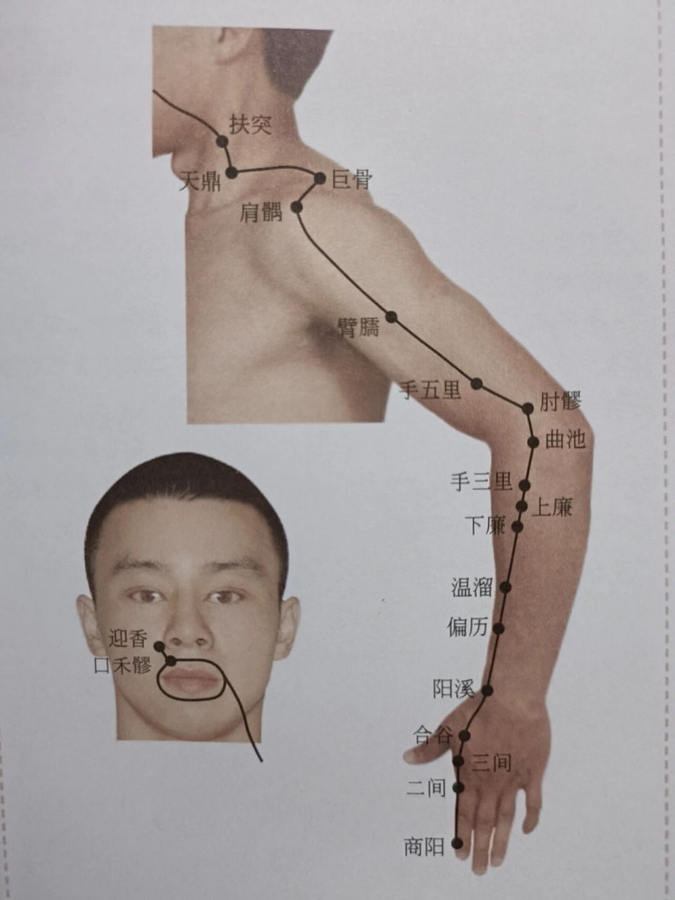 大肠经络图位置清晰图图片