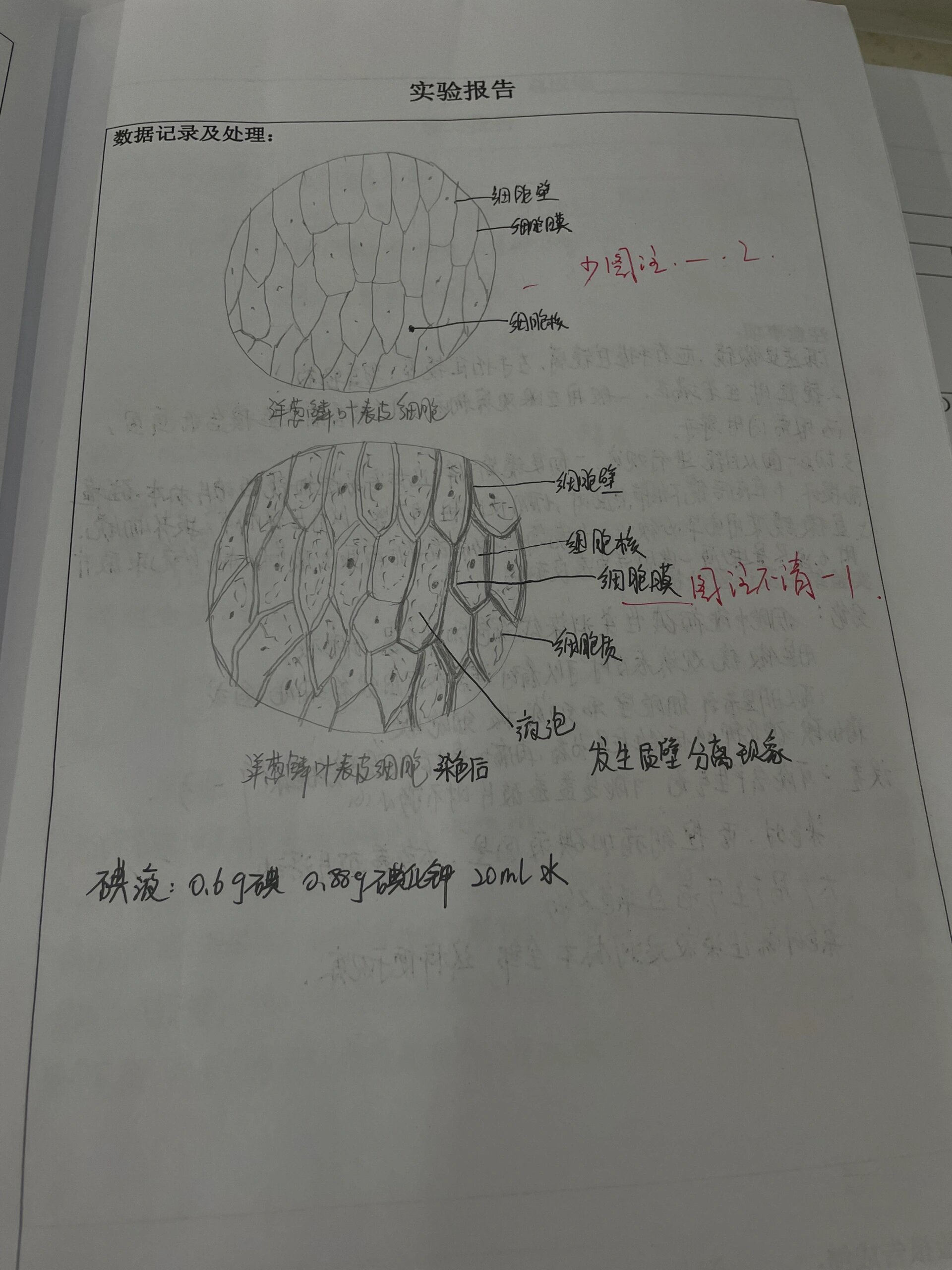 实验报告洋葱手绘图图片