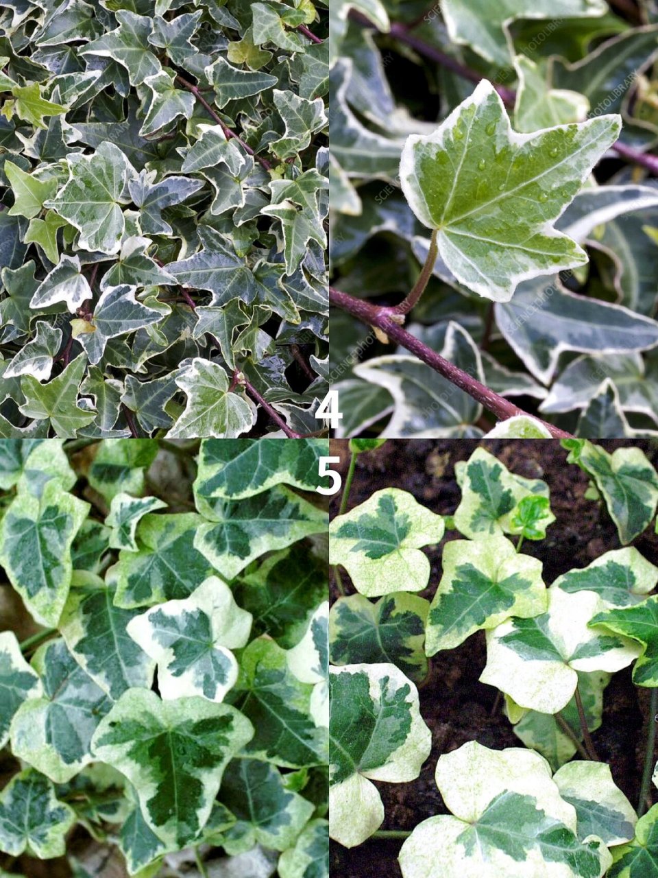 杂色常春藤品种分享(中)白色&绿色系 【绿色&白色系】常春藤 1,hedera