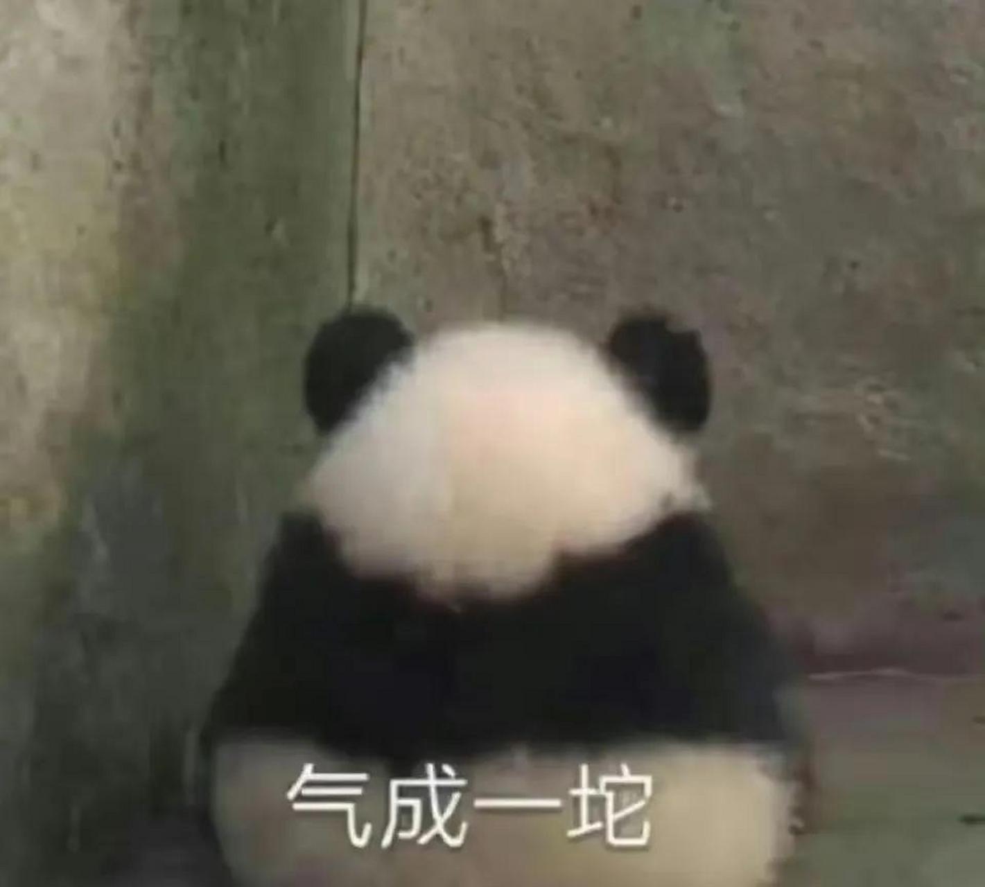 大熊猫雅竹,因为小时候一张"气成一坨"的背影走红于网络,它更是熊猫界