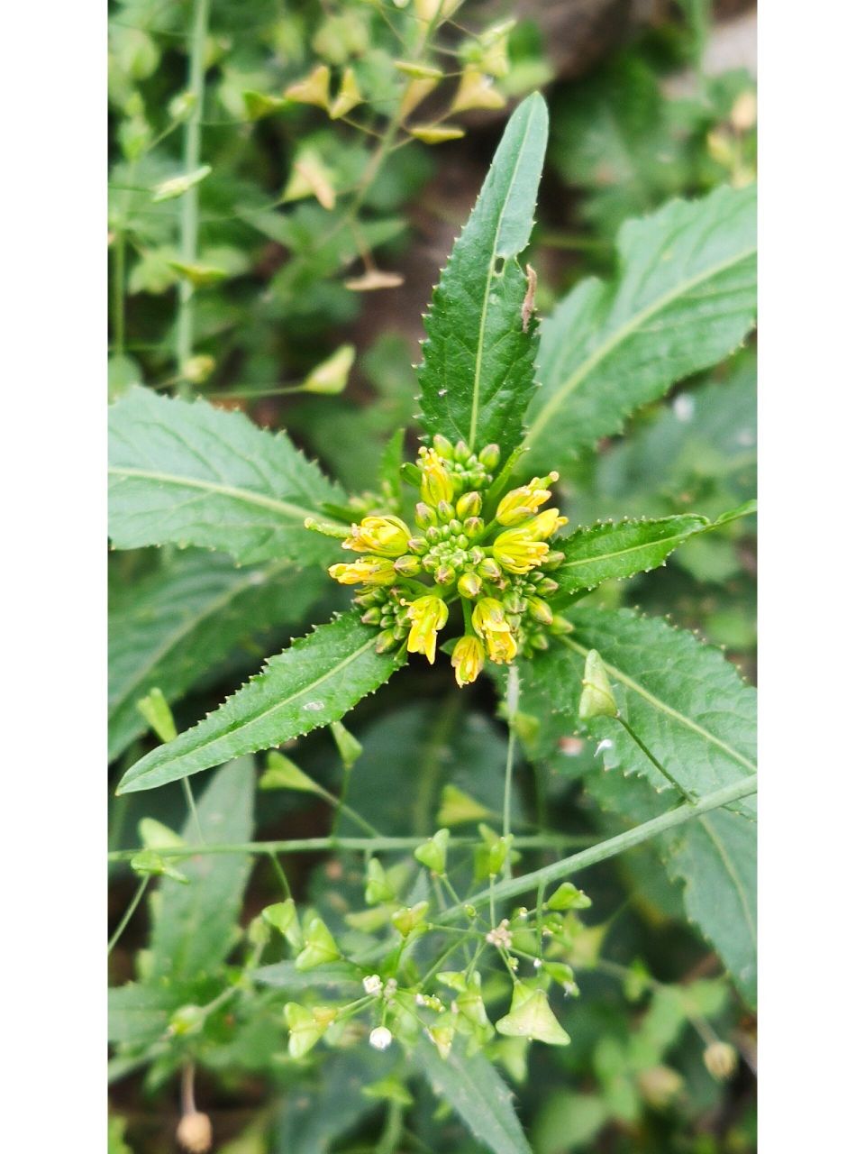 蔊菜 学名:蔊hǎn菜. 十字花科,蔊菜属. 江湖人称:鸡肉菜,塘葛菜.