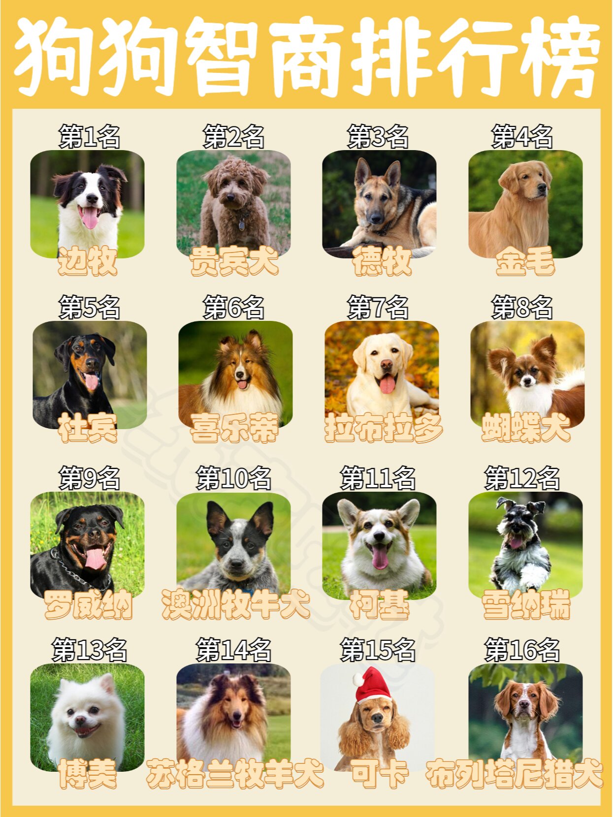 狗狗智商排行榜 | 你家狗狗上榜了吗98