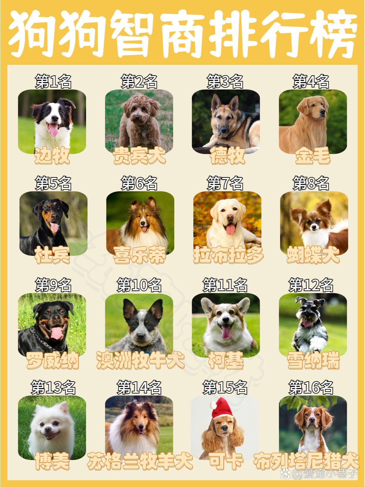 狗狗智商排行榜