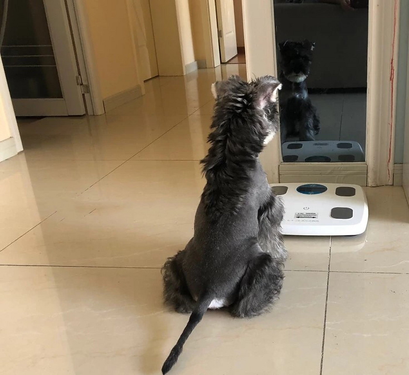 雪纳瑞不断尾,尾巴那么长000017 好长的尾巴呀～ 尾巴太长,容易