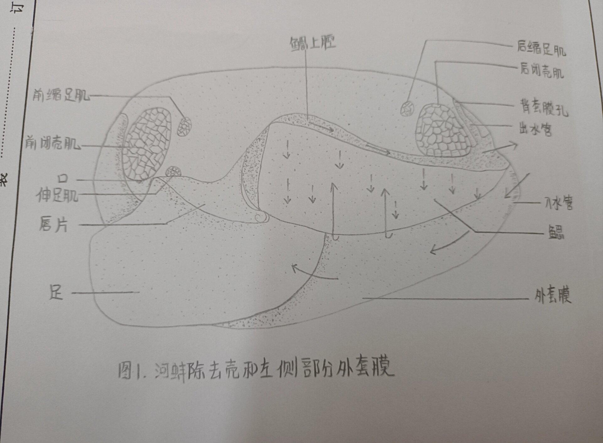 河蚌的内部结构手绘图
