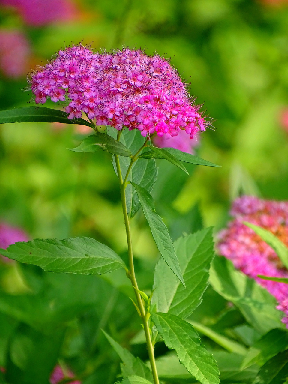 "粉花绣线菊", 拍摄于城东公园.