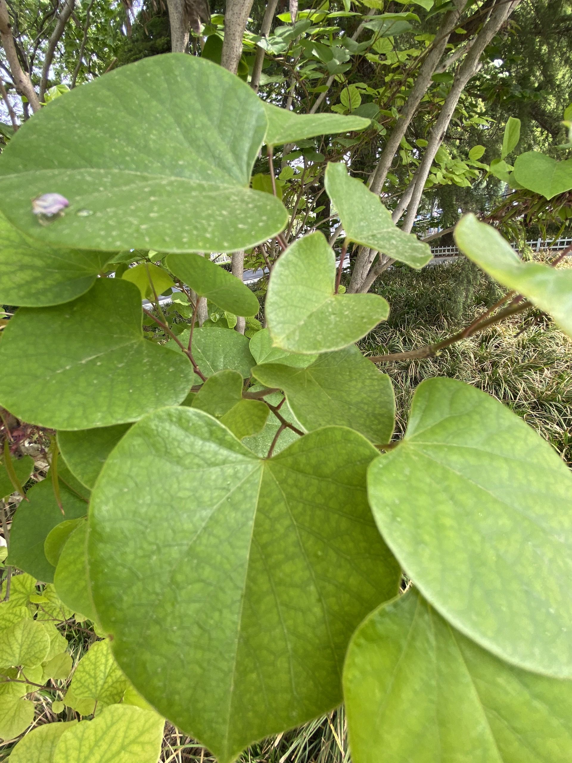 紫荆叶图片大全大图图片