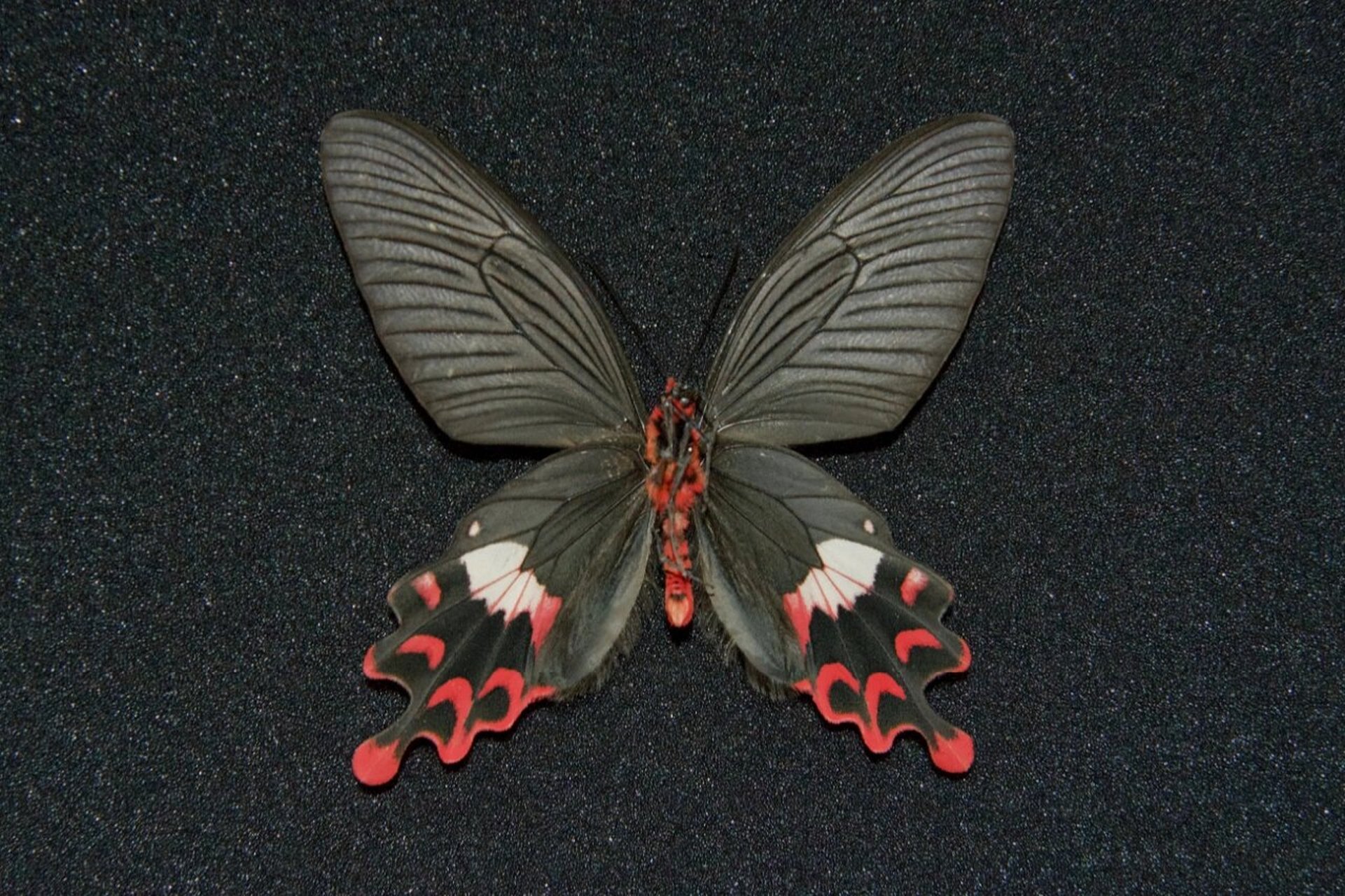 【apatura的标本收藏——彩裙麝凤蝶】 曾与纨绔麝凤蝶是国内的两种神