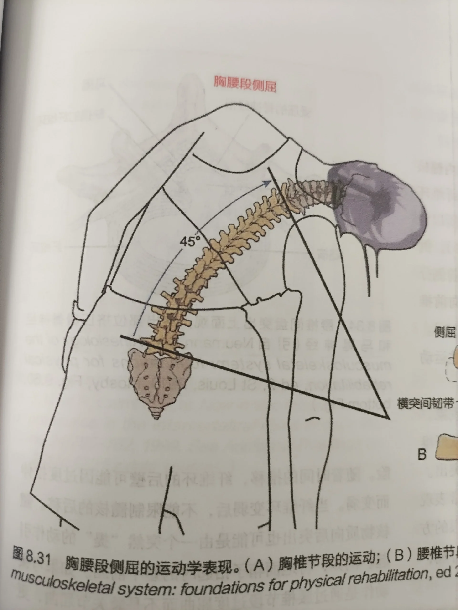 腰椎在3个运动平面的大致活动范围