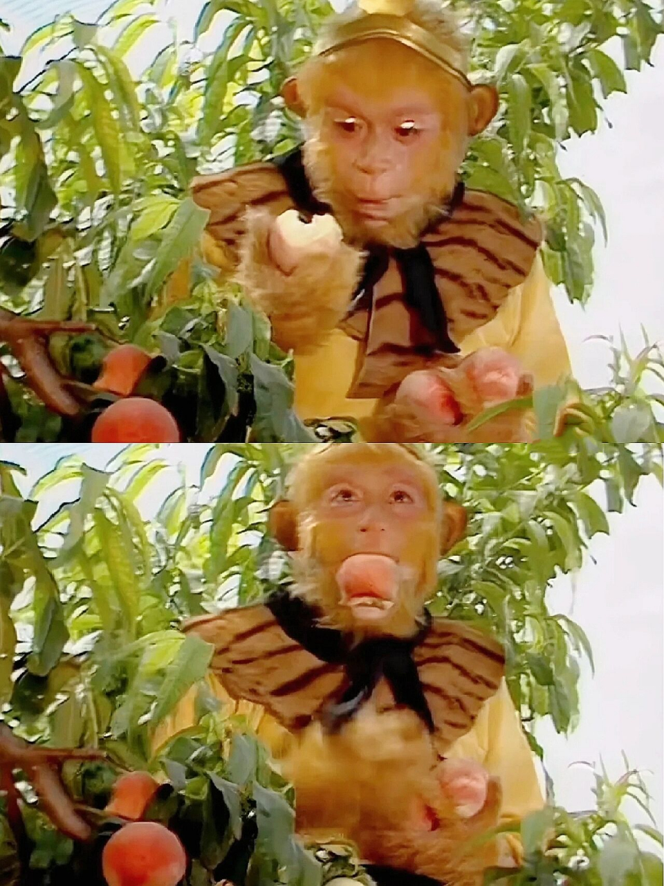 猴子吃桃