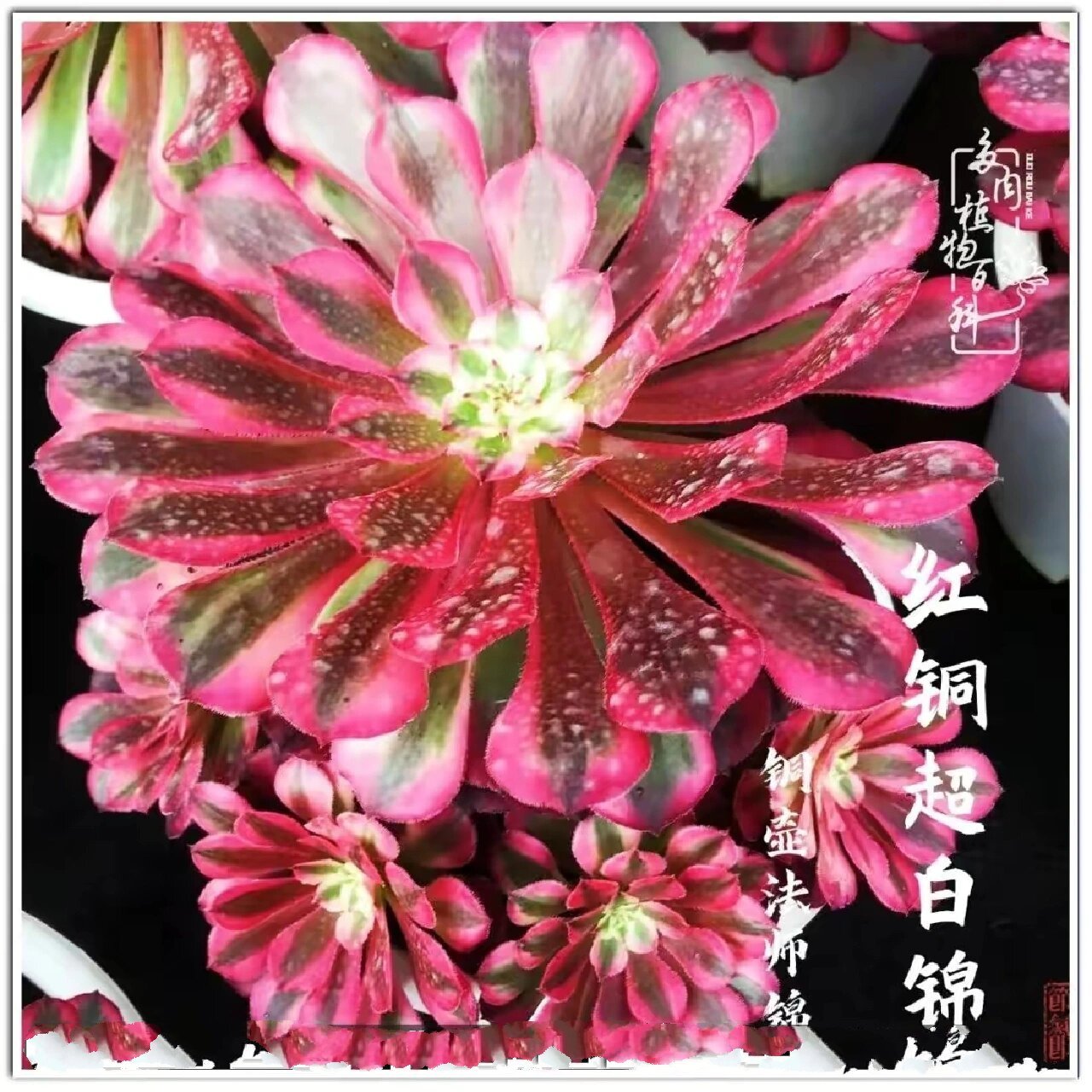 多肉法师 红铜壶超白锦 红铜白,红铜壶白锦,这个品种不错挺好度夏的