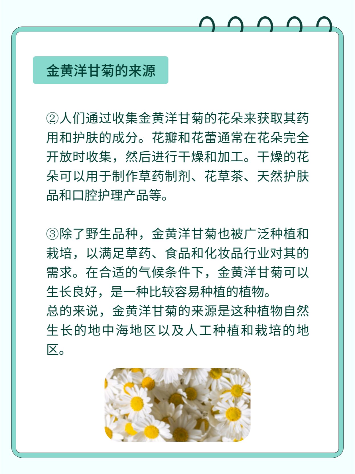 黄金洋甘菊图片