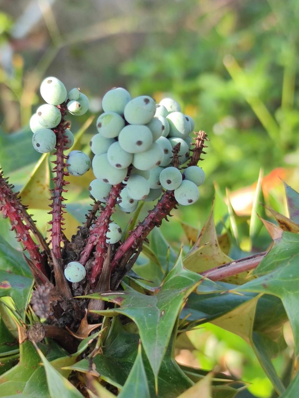 十大功劳 十大功劳,为双子叶植物纲,小檗科,十大功劳属植物,可做盆栽