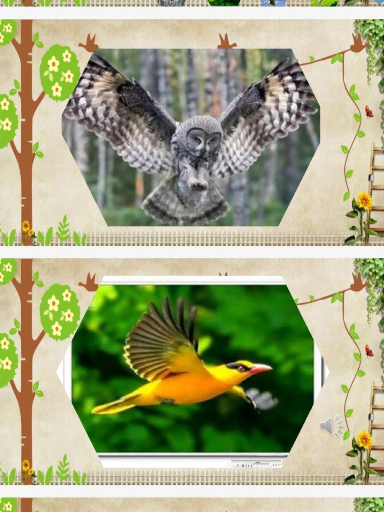 97幼师必备丨幼儿园公开课《小鸟,你好