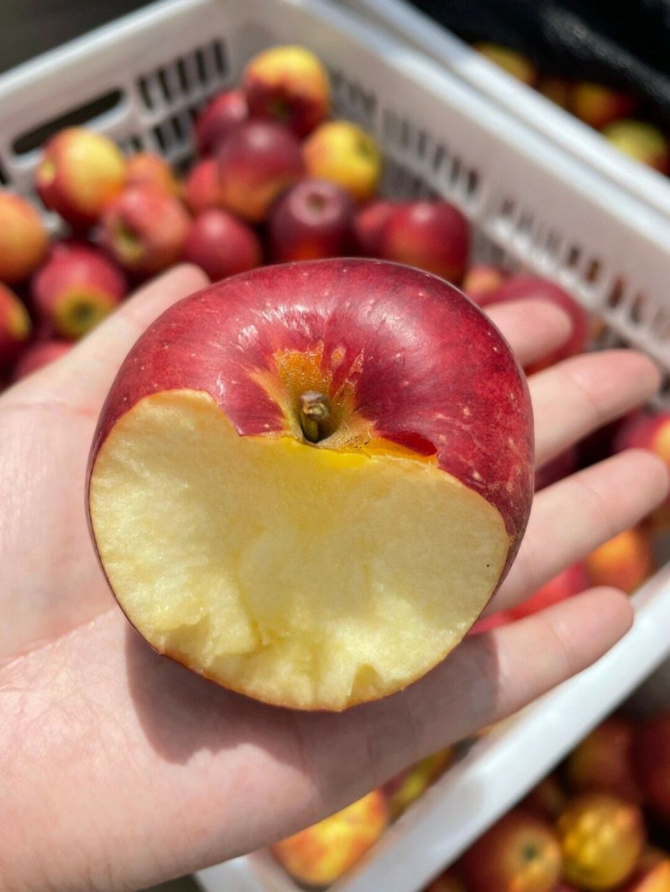 有一个味道 吃过就忘不了 那一定是云南野生小苹果96 独特的天然果