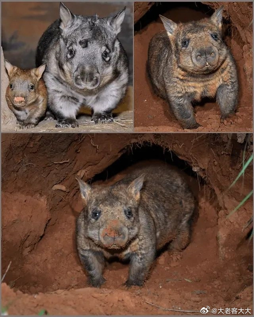 这种看起来像猪,像狗,又像熊的动物,是北方毛鼻袋熊,它们是地球上现存