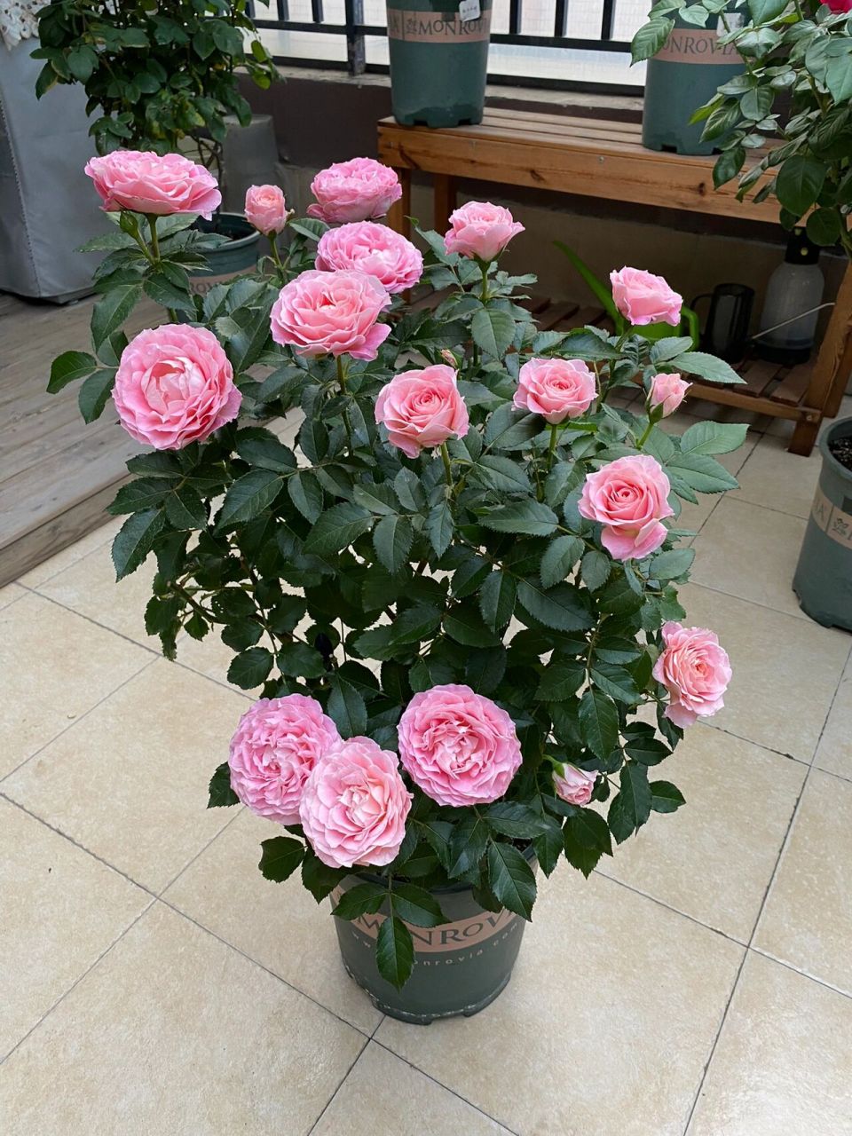 月季海神王 不同季节的海神王