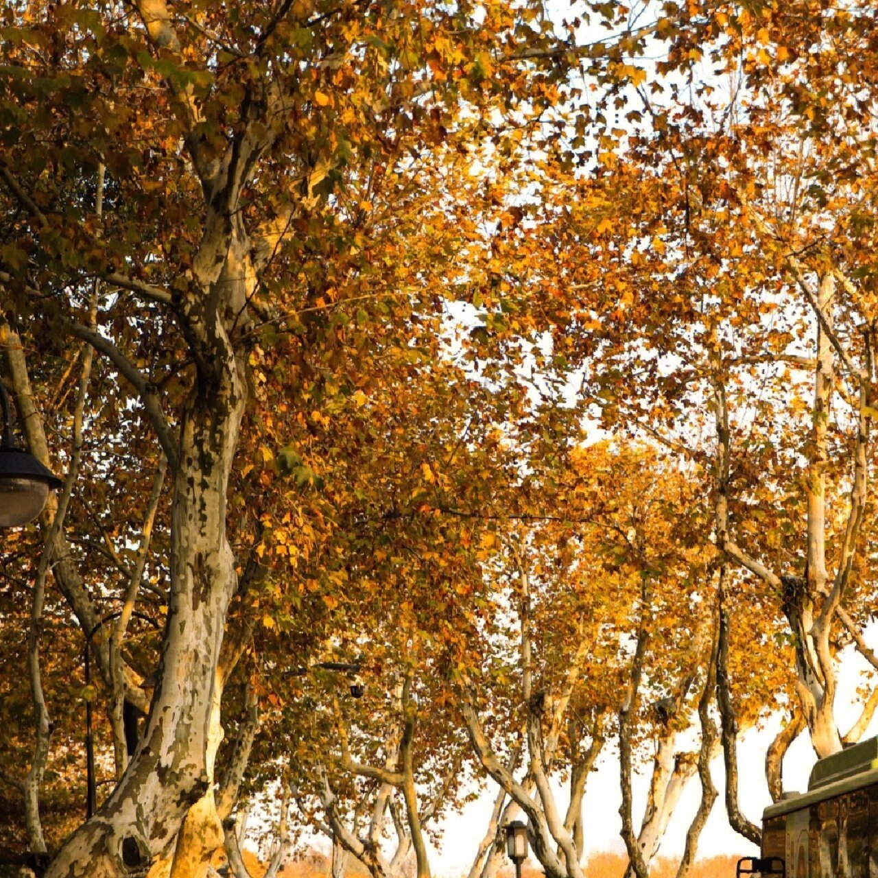 梧桐为锦葵科梧桐属落叶乔木.