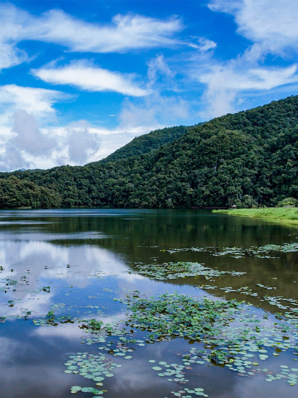 西盟·勐梭龙潭|藏在边境的隐世秘境99 "古树高低屋,斜阳远近山;林
