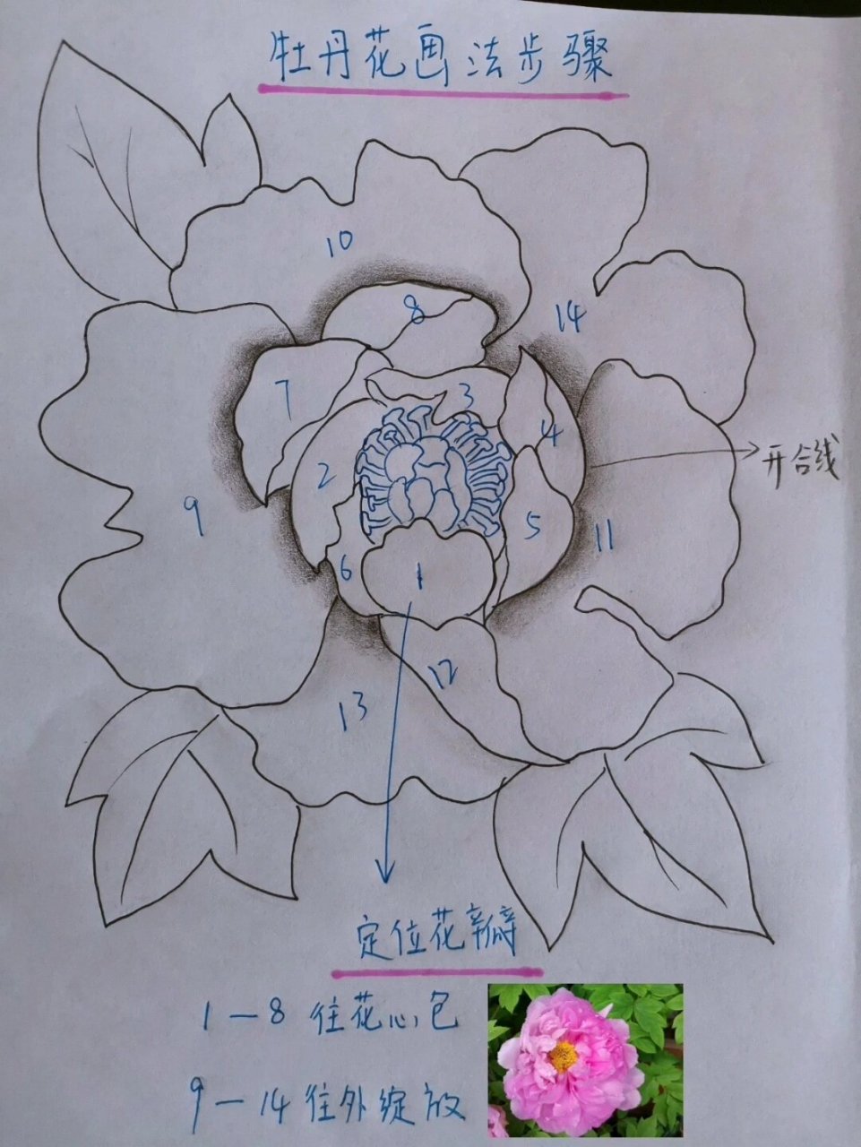牡丹花分解画法步骤,零基础可学| 《牡丹花分解画法步骤》大数据把我