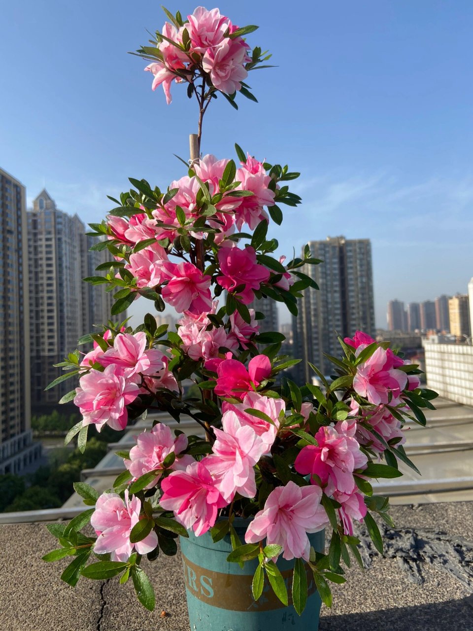 唐狮子牡丹(皋月杜鹃)