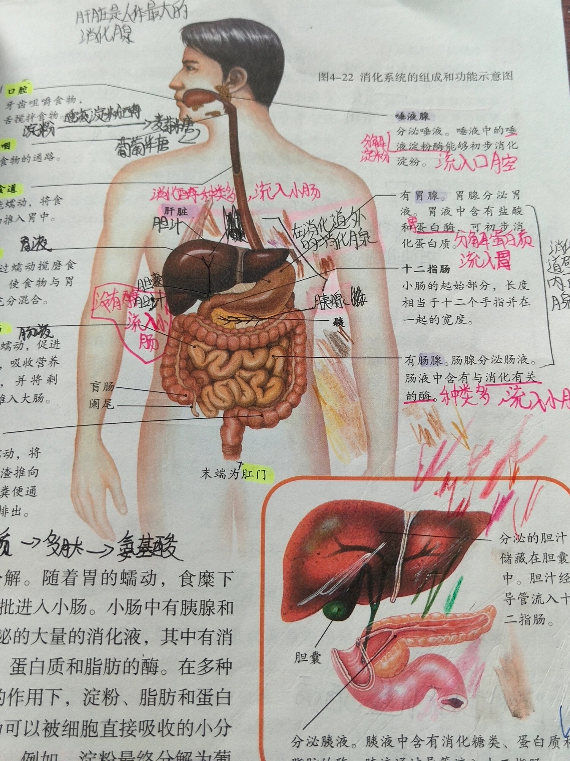 七下生物手抄报第二章人体的营养消化与吸收 补作业