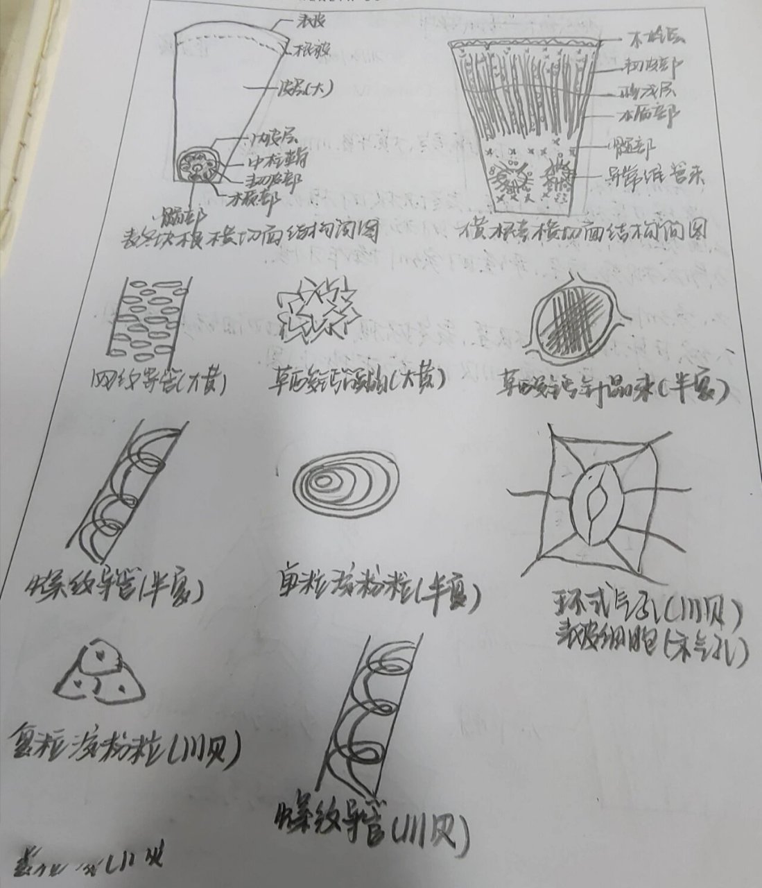 大黄粉末微量升华简图图片