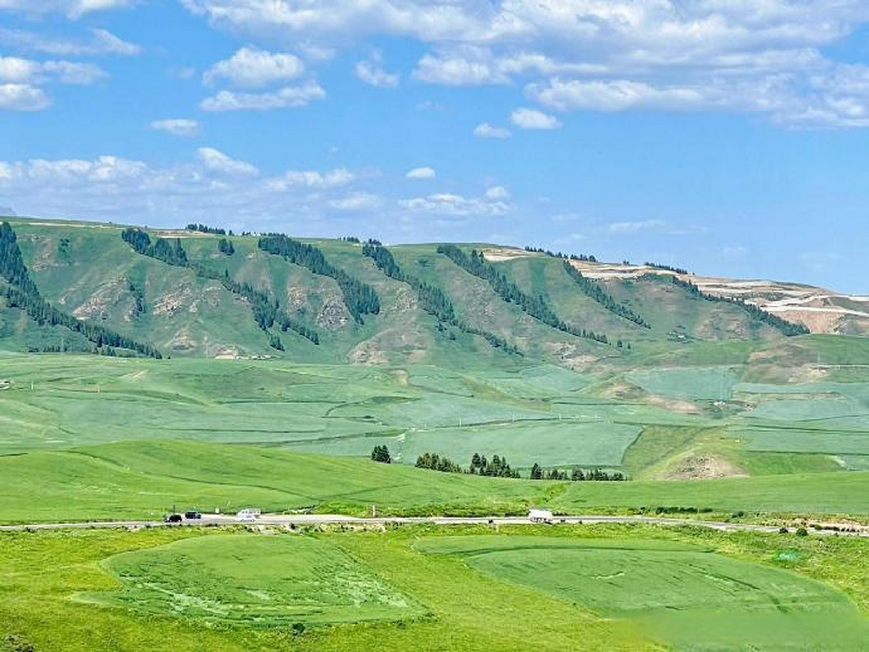 去新疆看夏封神的江布拉克吧#江布拉克大峡谷,有麦田,有松树,有草原