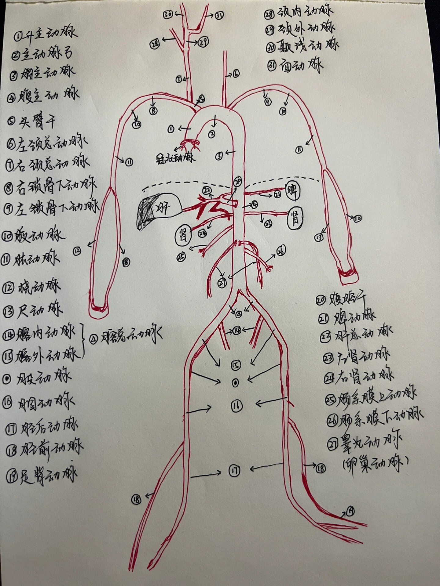 手绘动静脉解剖示意图